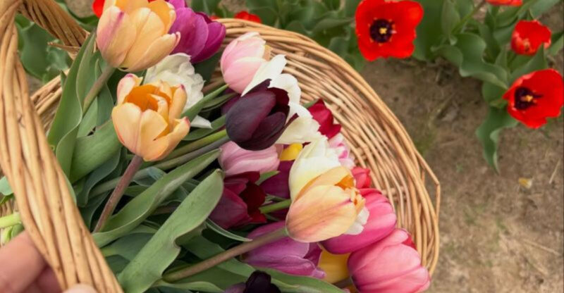 Wander Through Thousands of Blooms at the Texas Tulip Fest This Spring