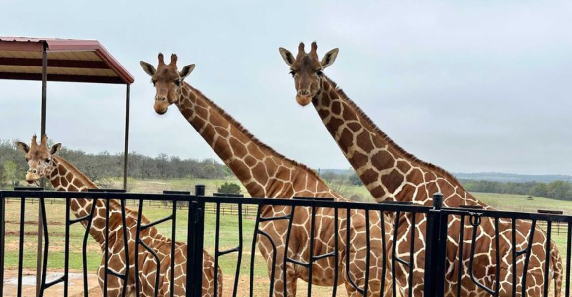 you can stay at this texas safari parkand giraffes will greet you