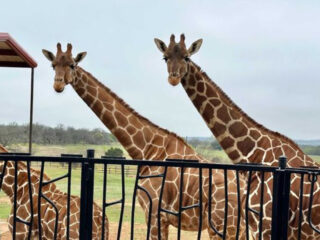 you can stay at this texas safari parkand giraffes will greet you