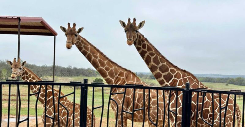 You Can Stay at This Texas Safari Park—And Giraffes Will Greet You