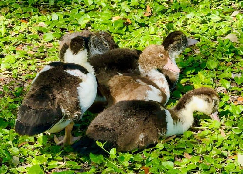 Nature Notes Along the Creek