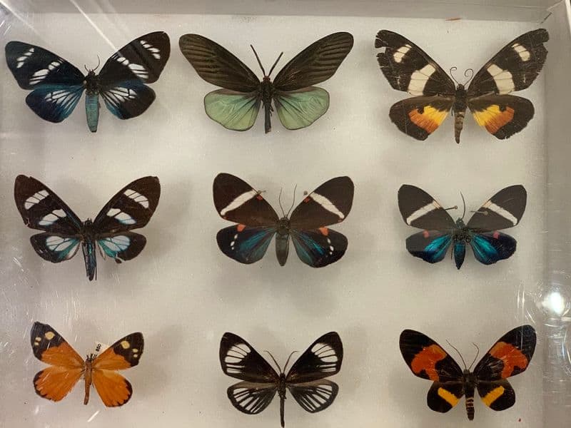 Houston Has a Hidden Butterfly Paradise You Probably Haven’t Seen Yet Brown Hall of Entomology Highlights