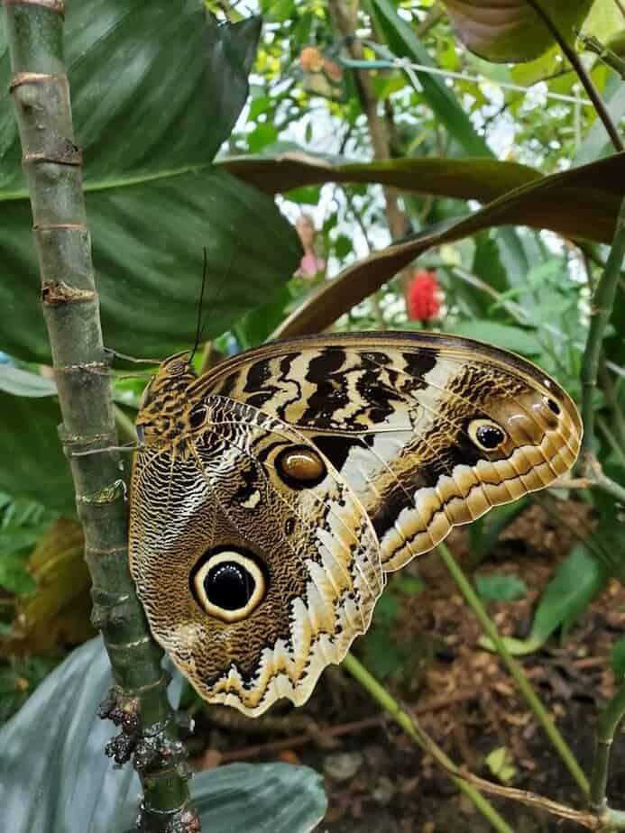 Houston Has a Hidden Butterfly Paradise You Probably Haven’t Seen Yet Seasonal Species and What Changes