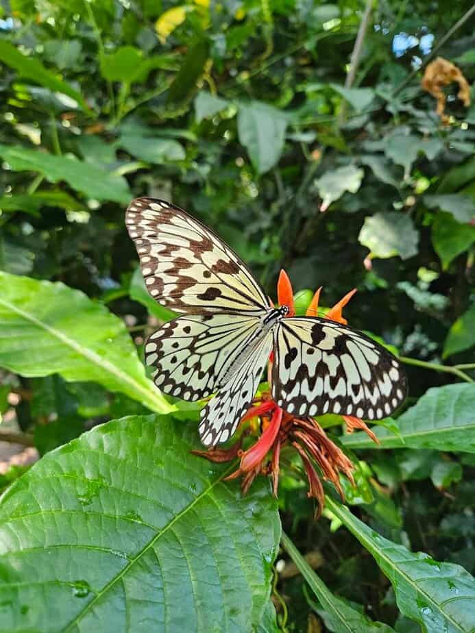 Houston Has a Hidden Butterfly Paradise You Probably Haven’t Seen Yet Butterfly Release Moments