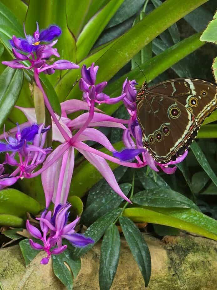Houston Has a Hidden Butterfly Paradise You Probably Haven’t Seen Yet When To Go and How Long To Stay