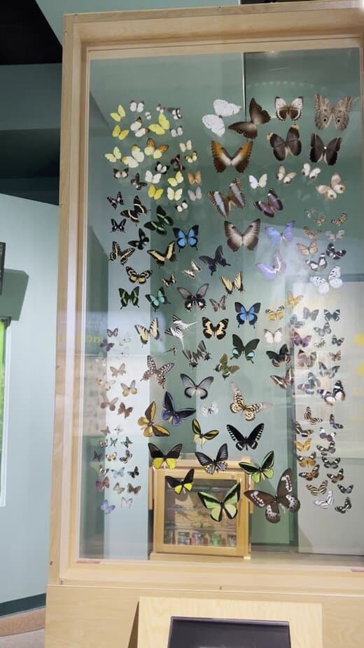 Houston Has a Hidden Butterfly Paradise You Probably Haven’t Seen Yet Butterfly Life Cycle Up Close