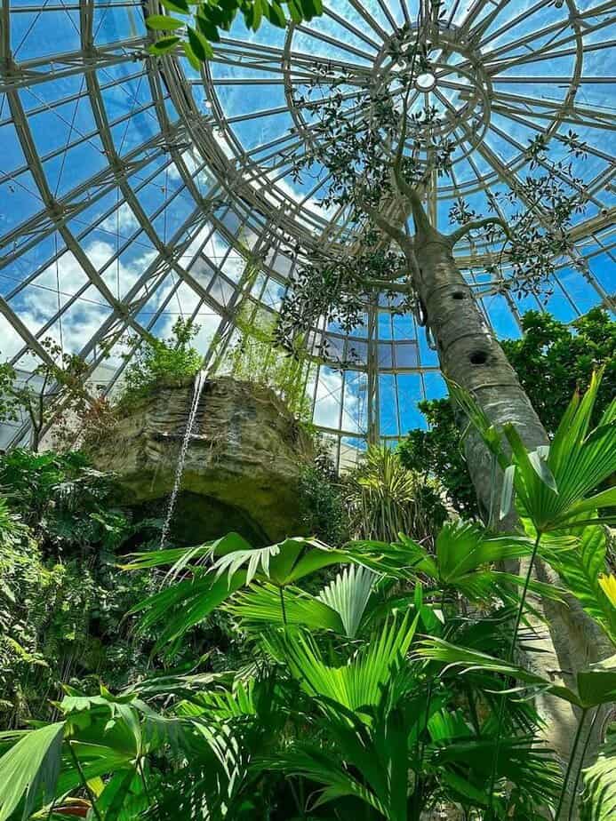 Houston Has a Hidden Butterfly Paradise You Probably Haven’t Seen Yet Stepping Into the Rainforest Conservatory