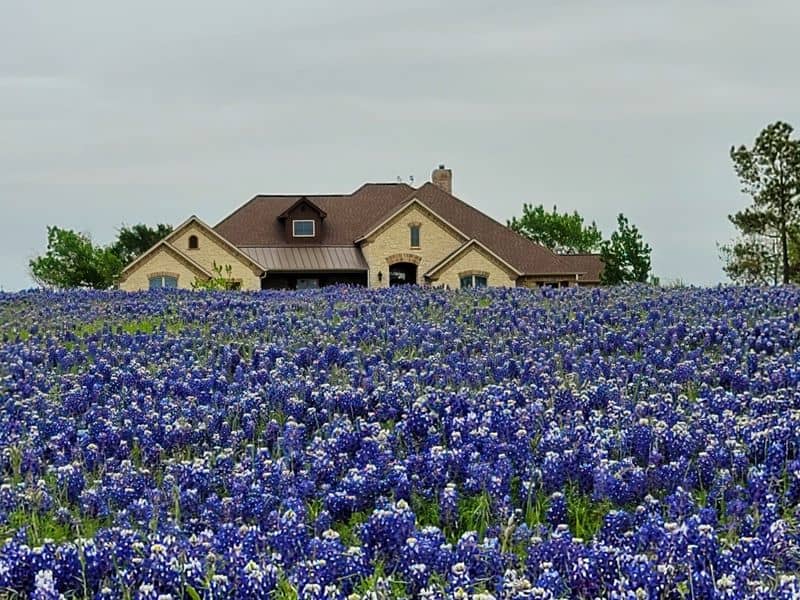 Bluebonnet Festival and Ennis Garden Club