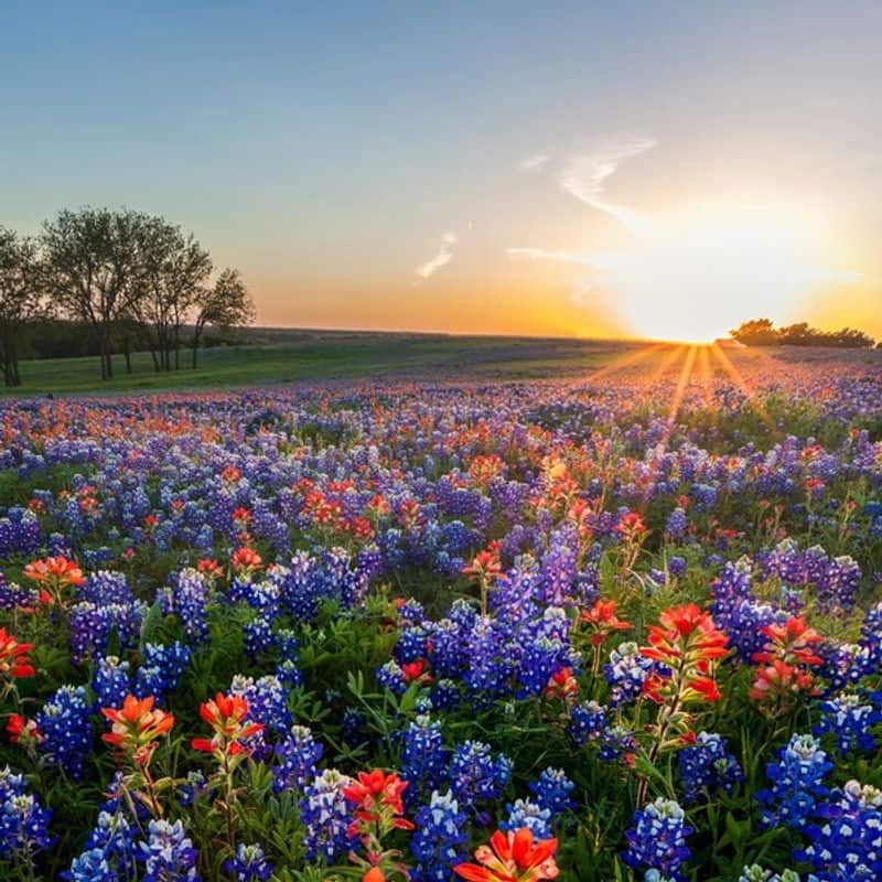 The Official Bluebonnet Trail System