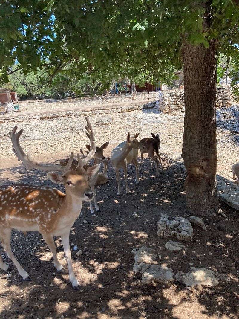 Wildlife Train Ride Through the Petting Park