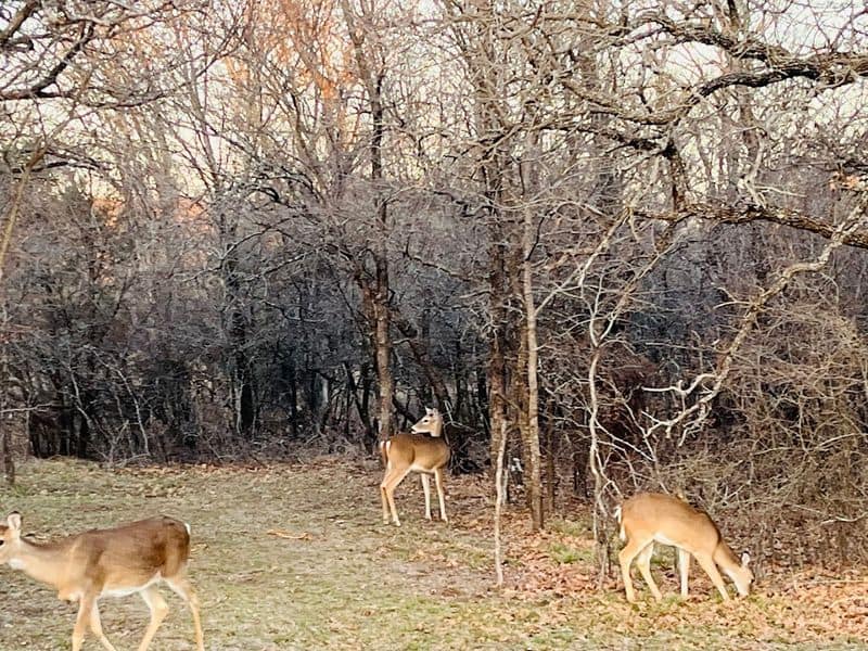 Wildlife Watching and Birding Moments