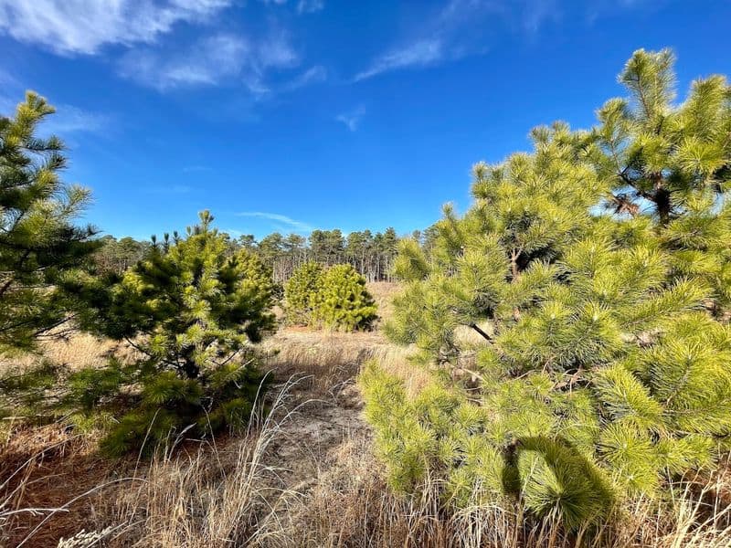 The Hilltop View That Makes This South Jersey Trail So Memorable