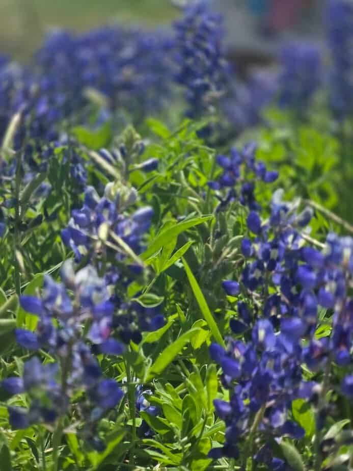 Stunning Bluebonnet Fields in Full Bloom