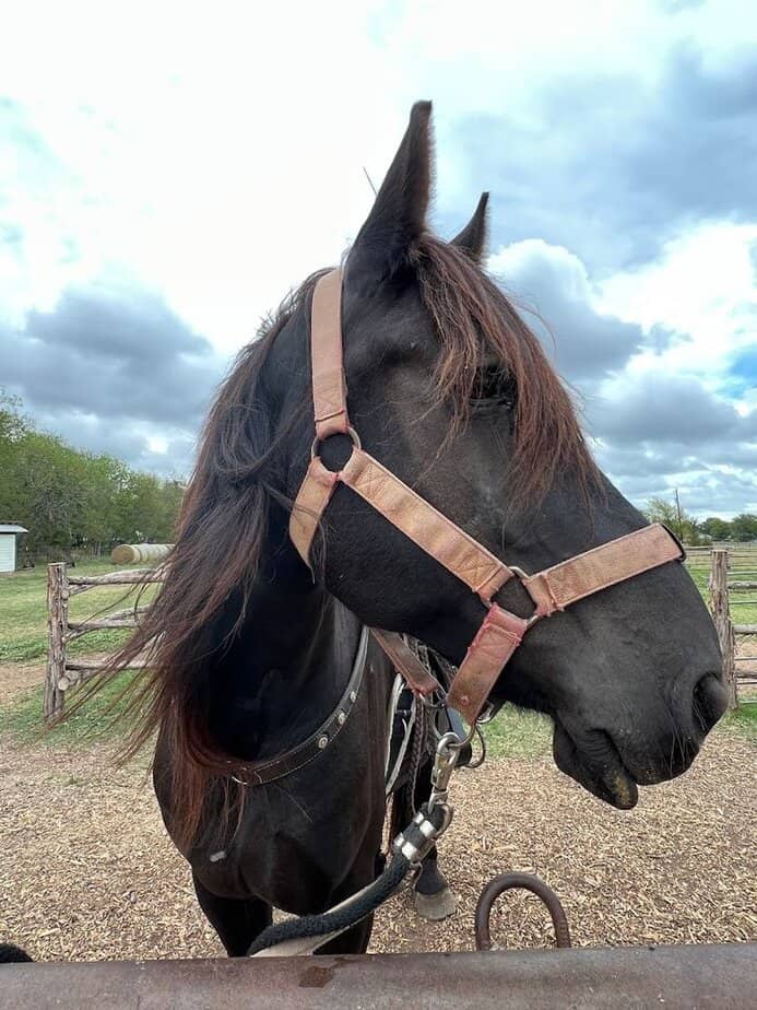 This Texas Ranch Lets You Ride Through Views You Didn’t Know Existed Meet The Horses