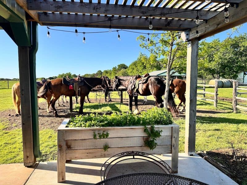 This Texas Ranch Lets You Ride Through Views You Didn’t Know Existed Booking, Hours, And What To Expect On Arrival