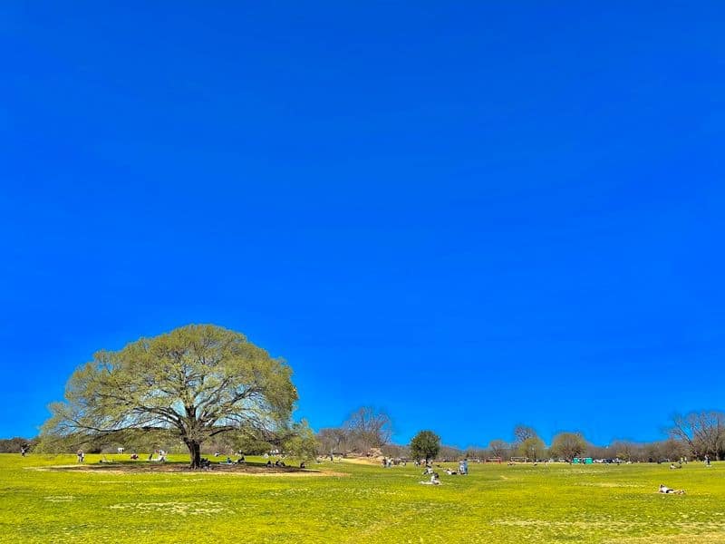 Food, Drinks, And Picnic Strategy