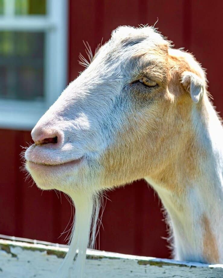 The stories behind the cows, goats, pigs, and birds who live here