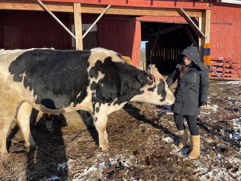 Where New Jersey’s rescued farm animals finally get to feel safe