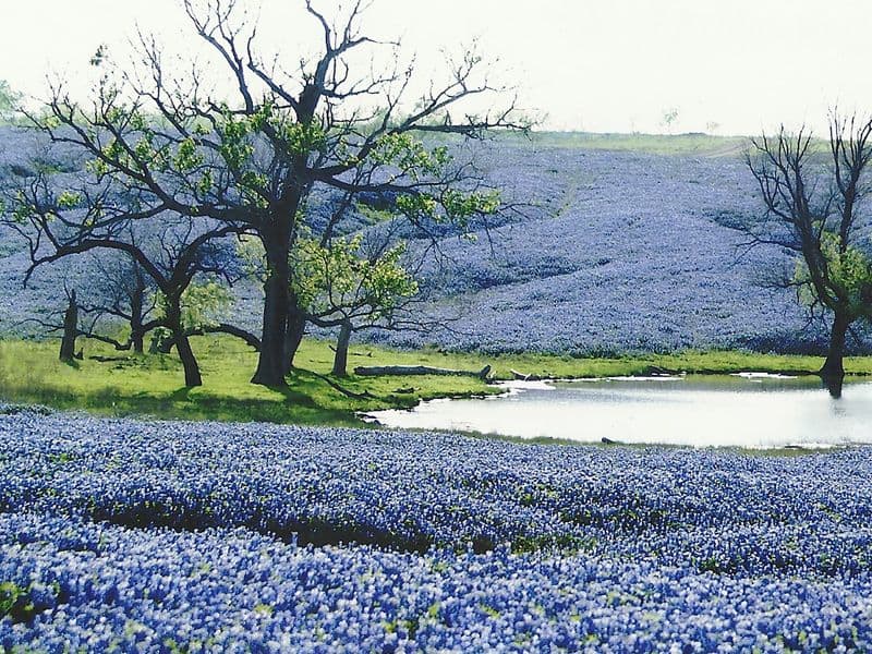 Ennis Bluebonnet Festival (Apr 17–19)