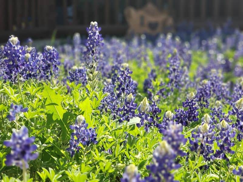 Fredericksburg Scenic Drives