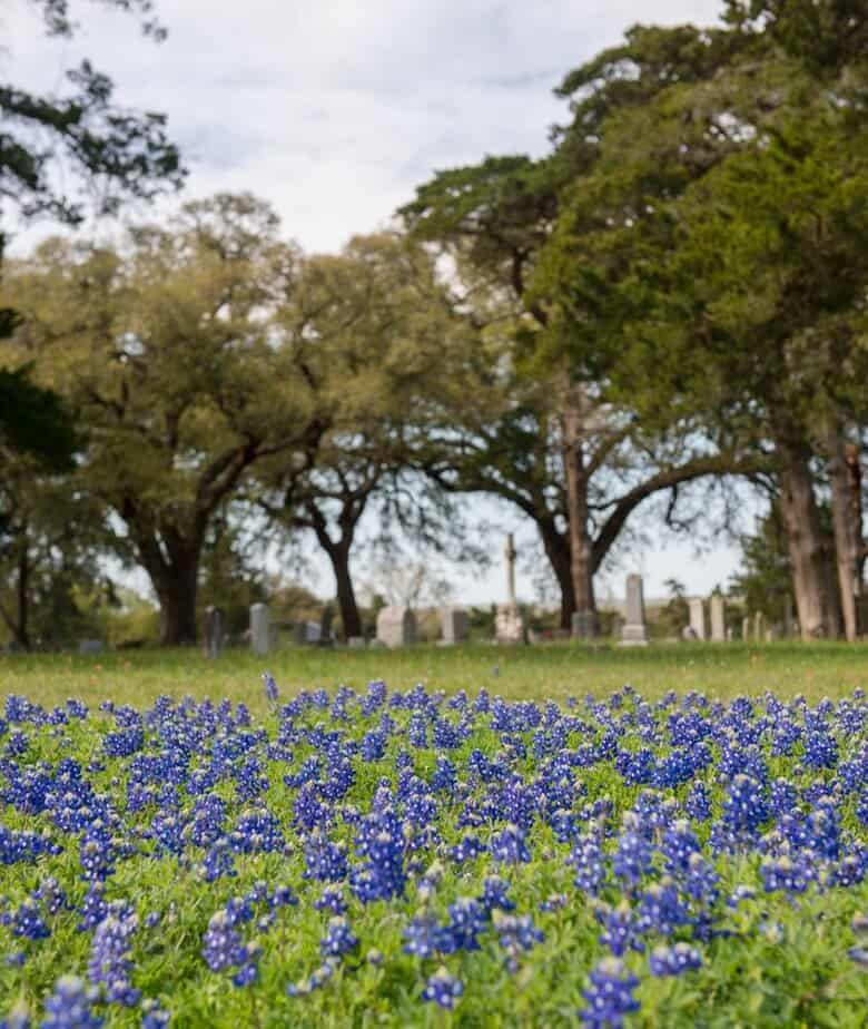 Central & East Texas Bluebonnet Fields