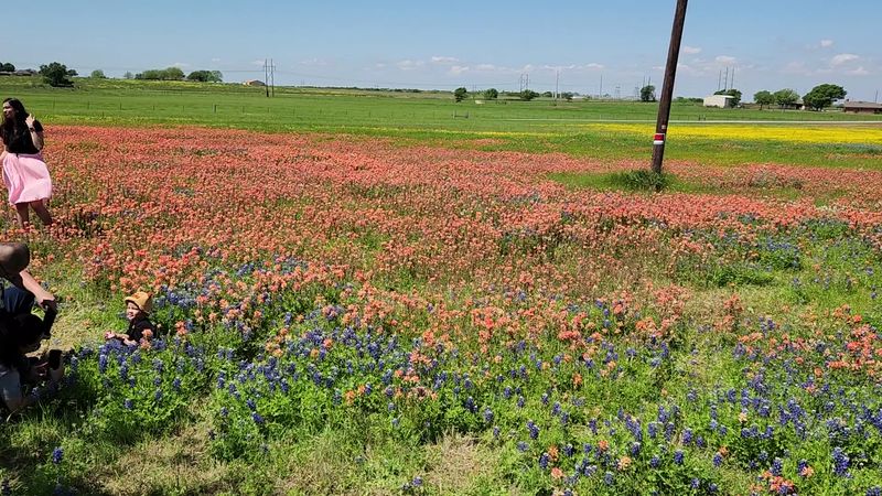 Ennis Bluebonnet Trails (Apr 1–30)