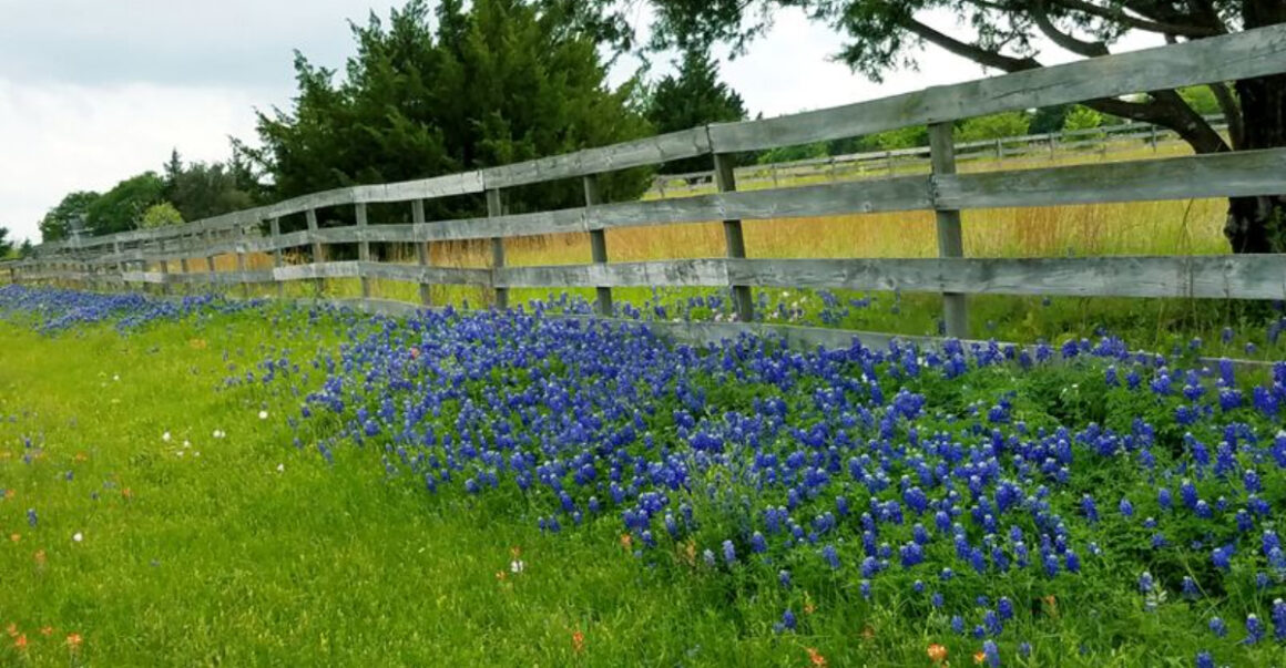 this small texas town throws a bluebonnet festival you dont want to miss