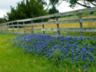 this small texas town throws a bluebonnet festival you dont want to miss
