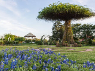 your ultimate texas bluebonnet guide for april dont miss peak bloom