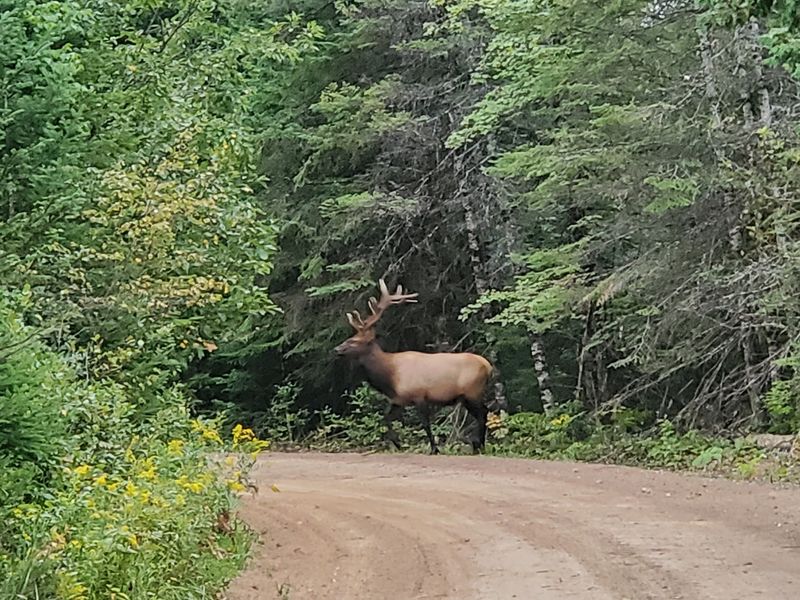 Elk Country in the Northern Lower Peninsula