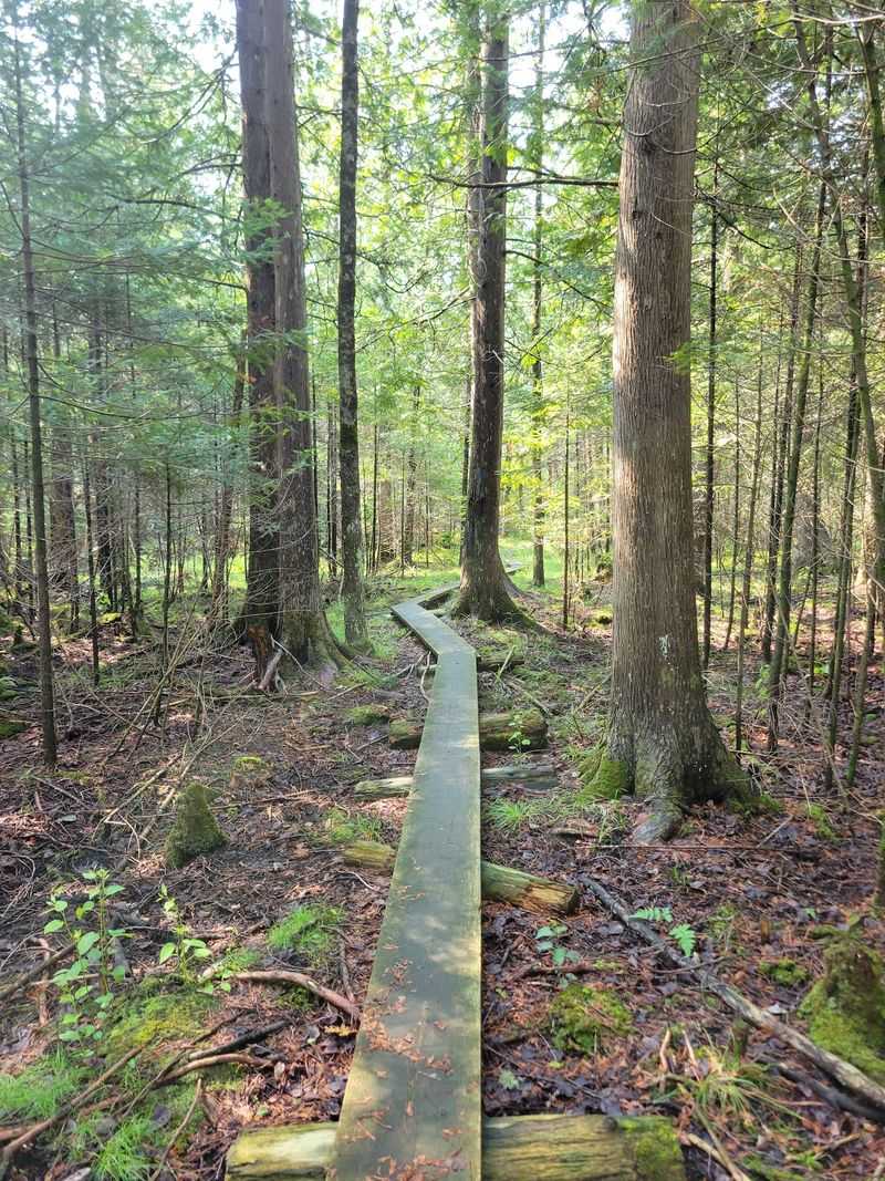Trails Through Pine and Hardwood