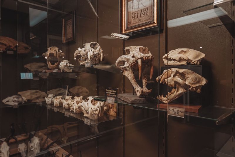 Skulls by the Dozen